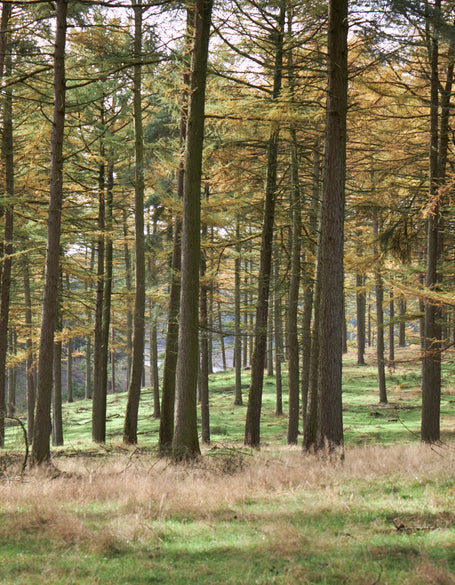 Our favourite forest walks in the UK